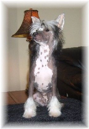 Flyin' Aces Miss Bee Haven