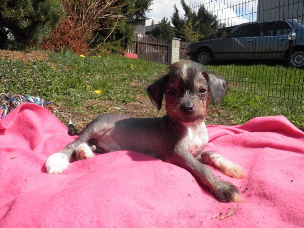 Alter-Real Dinkey Deluxe