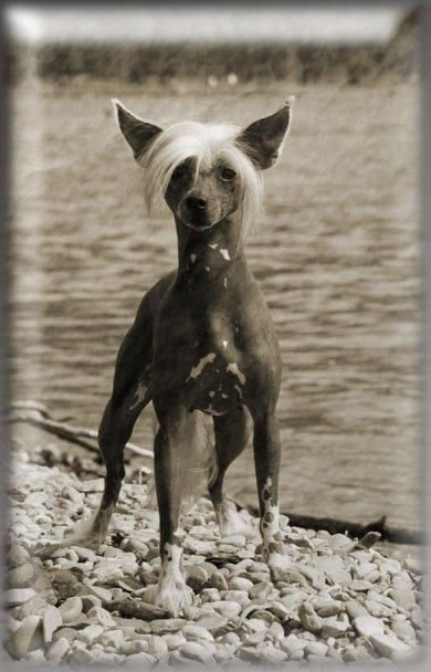 Total Cloey z Gangu Lysych