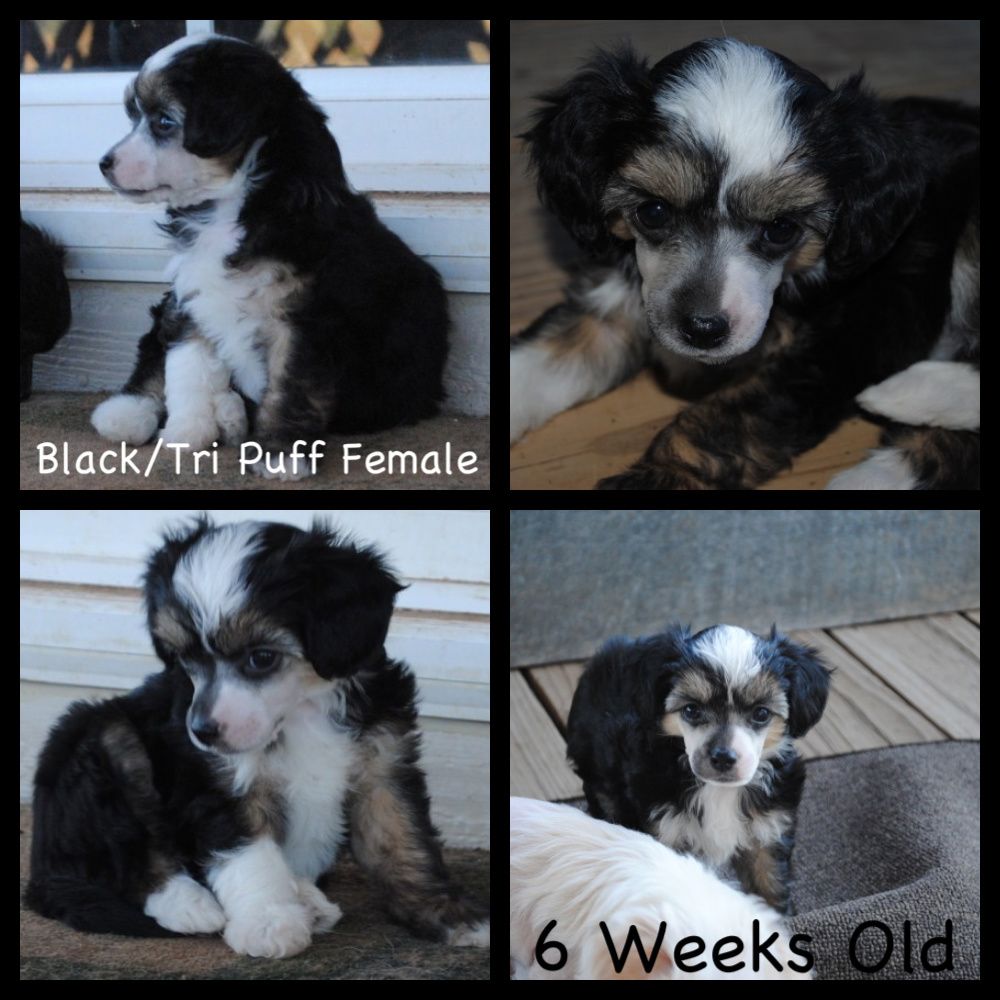 Carrera's Dark N Decadent