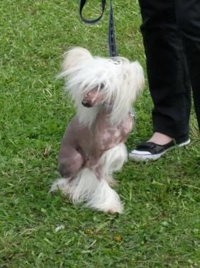 Bastian-Scheiron Gold Anet