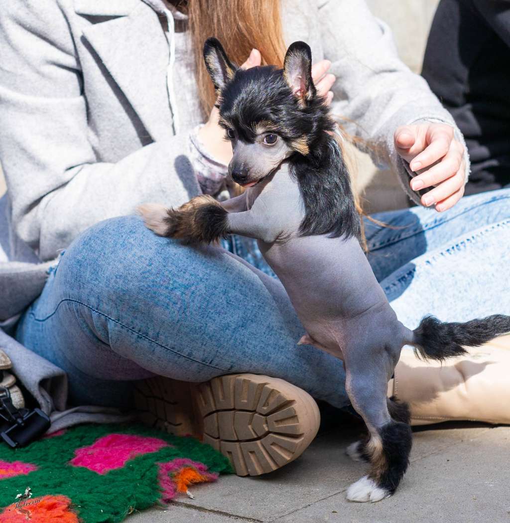 Vow of Bravery to Queen Malverne