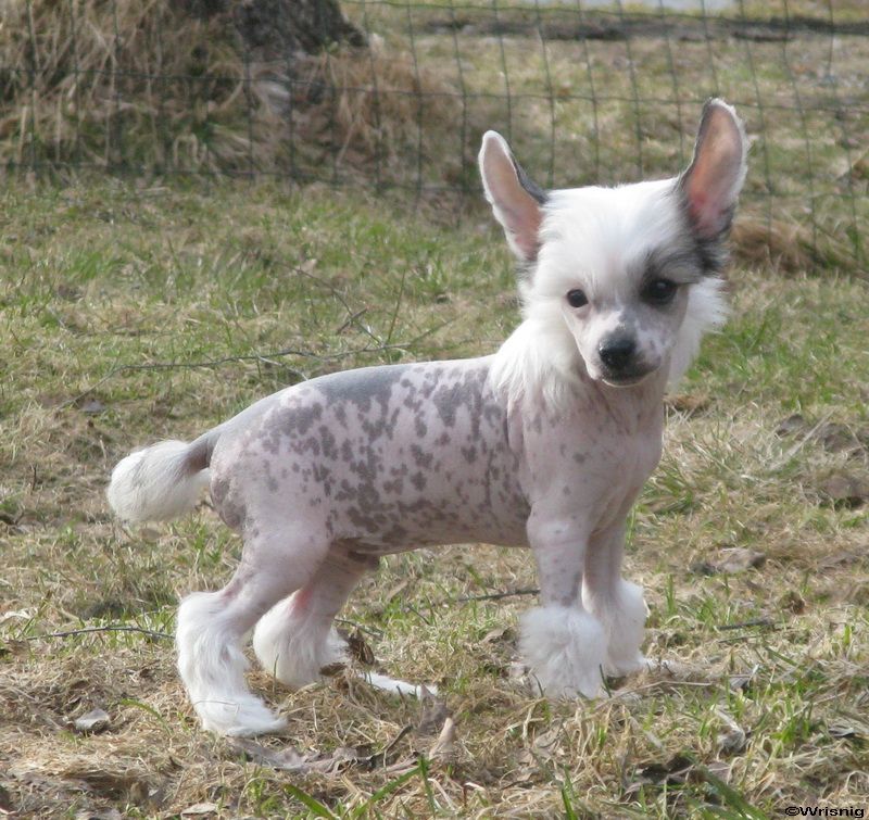 Twice as Nice Thrill the Crowd