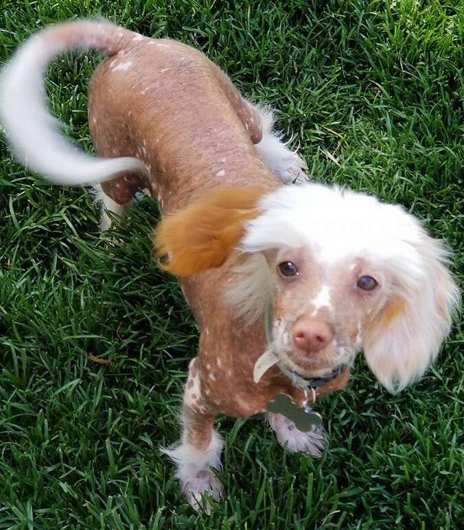 Echo The Easter Puppy