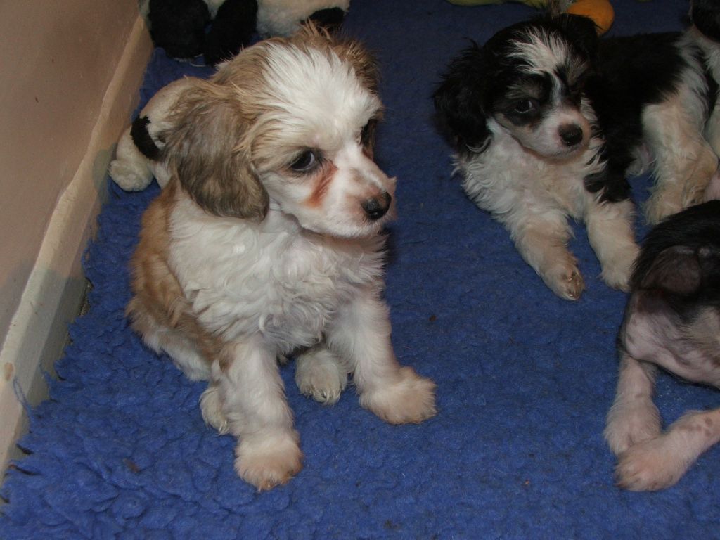 Konishiki Bed Warmer