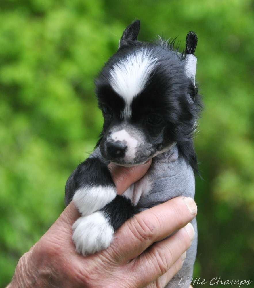 Seventy-four, seventy-five Little Champs