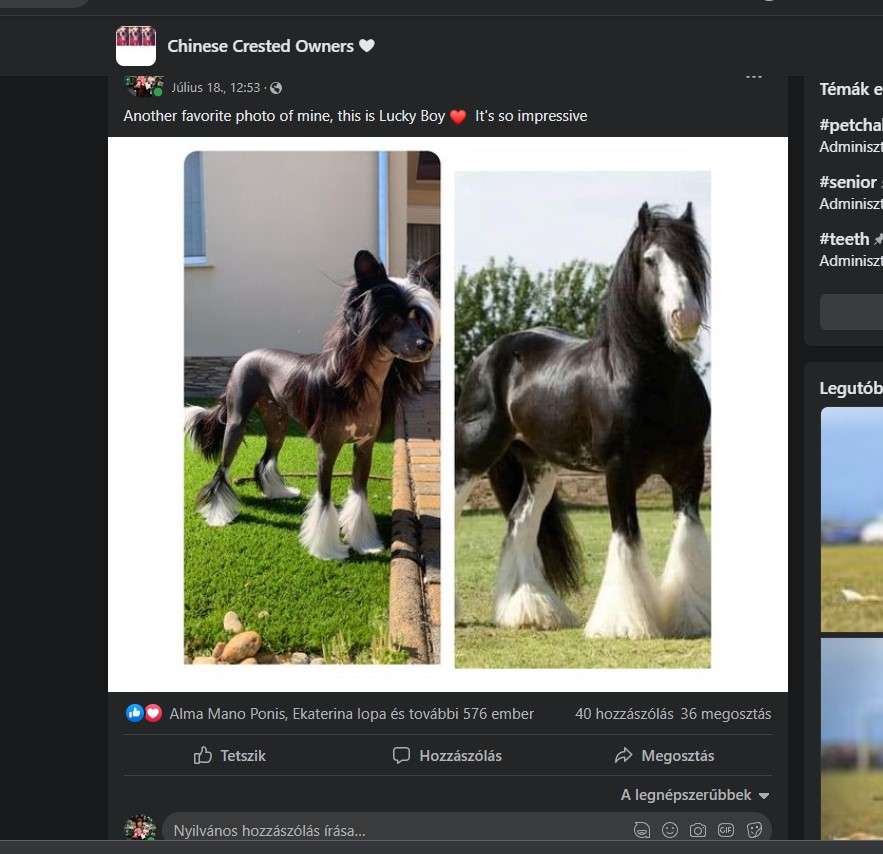 Fundoklia-völgyi Kaszanics Lucky Boy