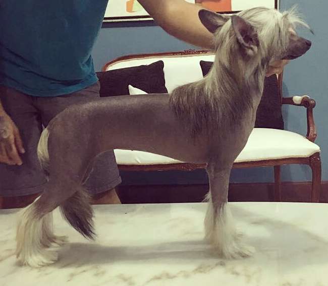 Raffdian Hot Temptation