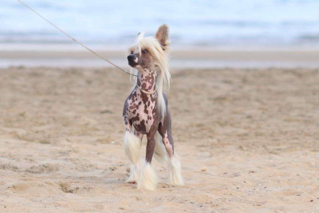 Habanero's Crest Sauvage