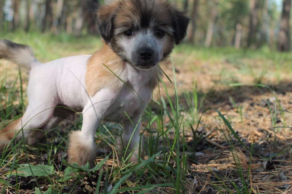 Alfa Laval Cup Will Be Ours