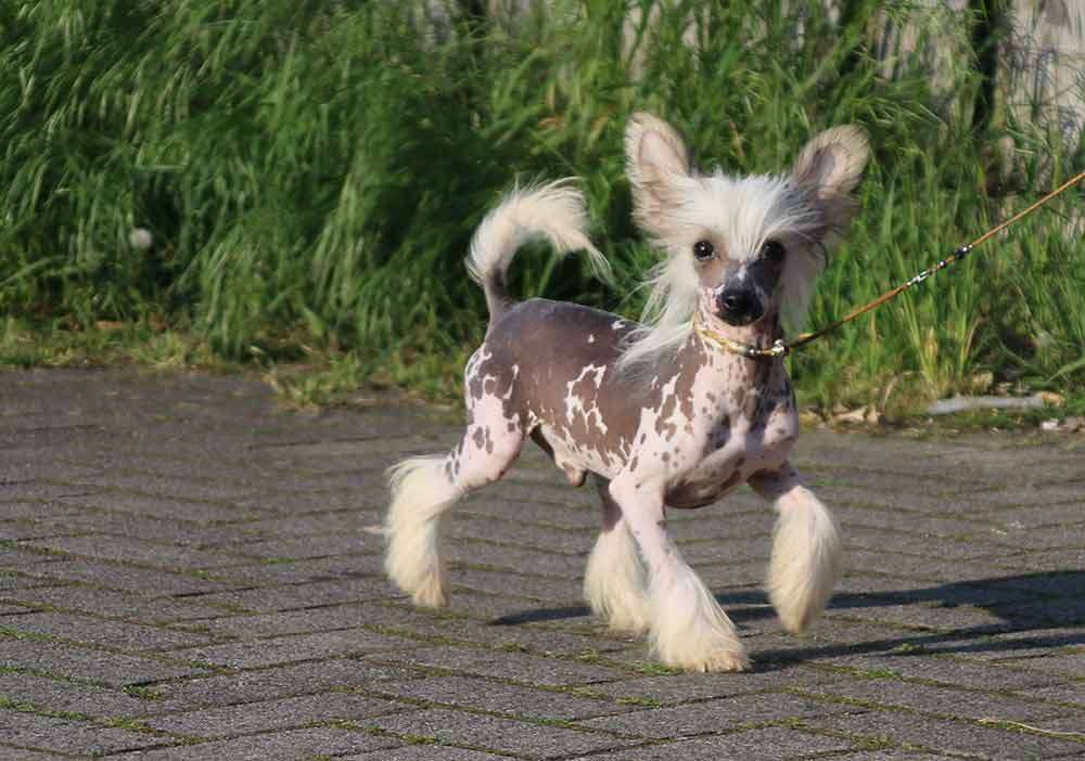 Virginio Child Diamond Place