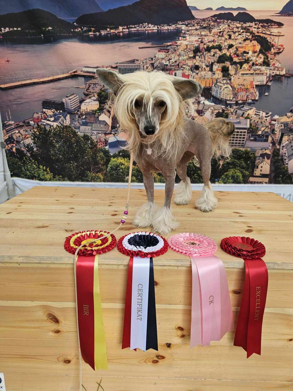 Curlycrest's Ballbreaker