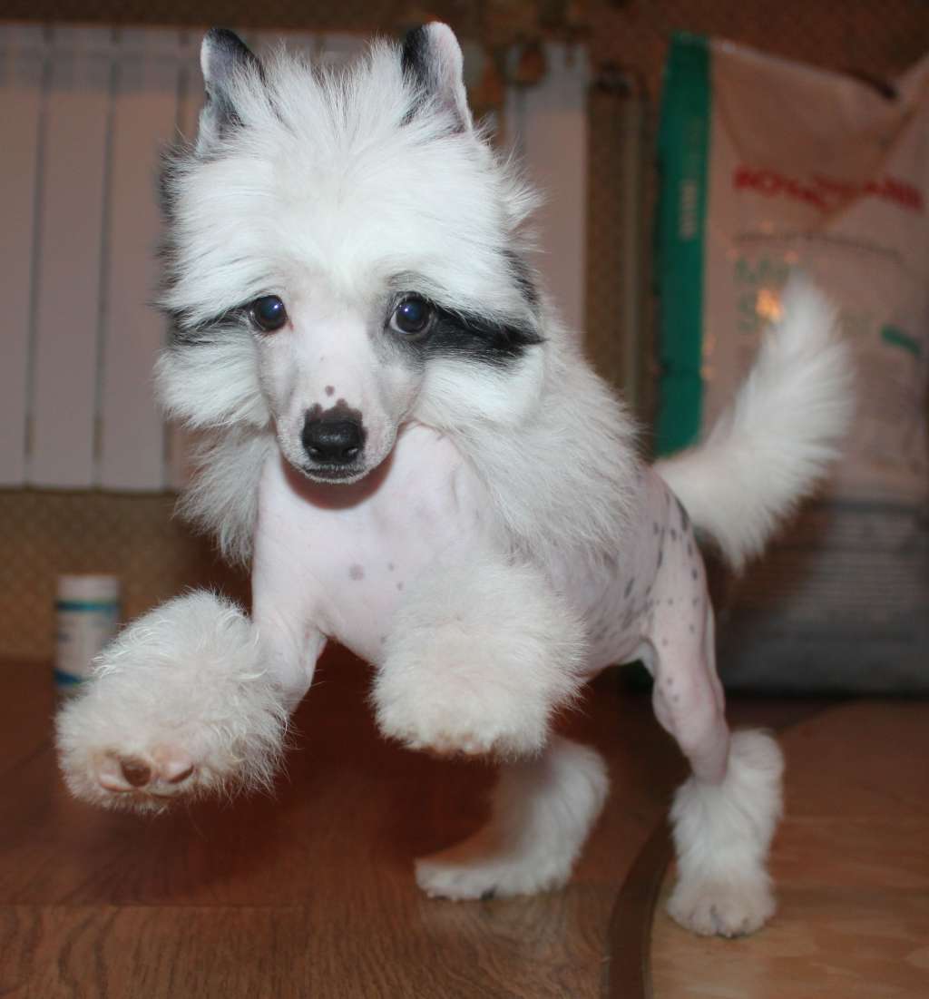 Cheyz Bojojamil iz Clana Timurlana