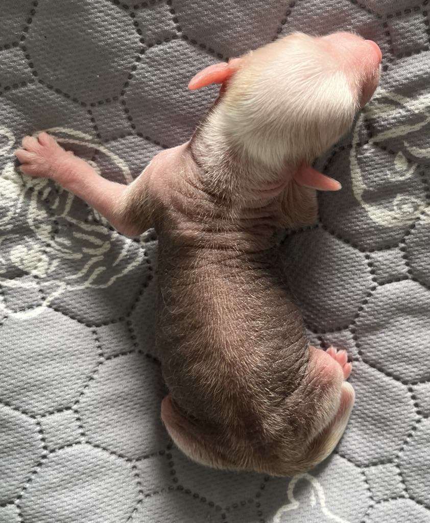 TnTcrested Diamond in the rough