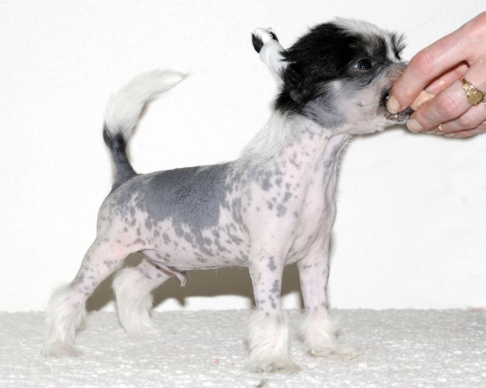 Moelmo's Jimmy Star Gimmy