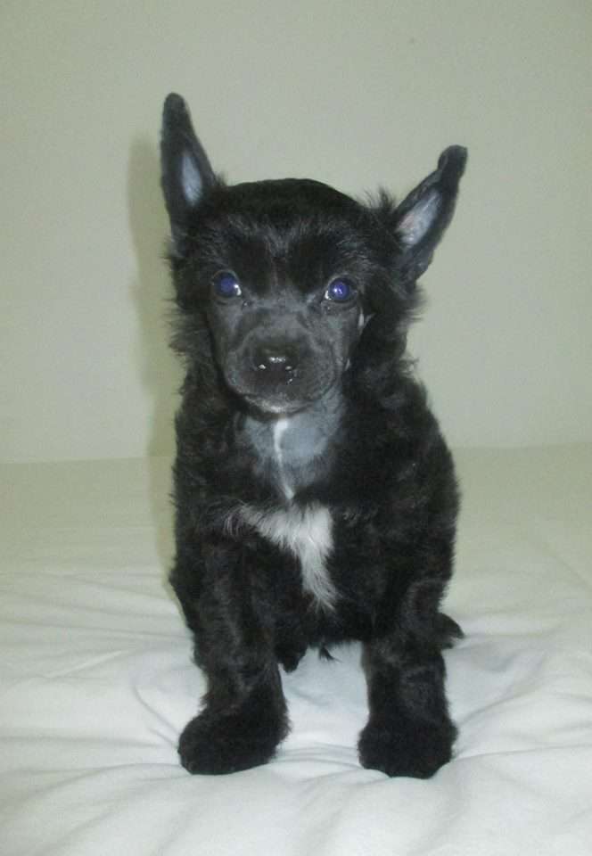 Joyera's Crested Dufy