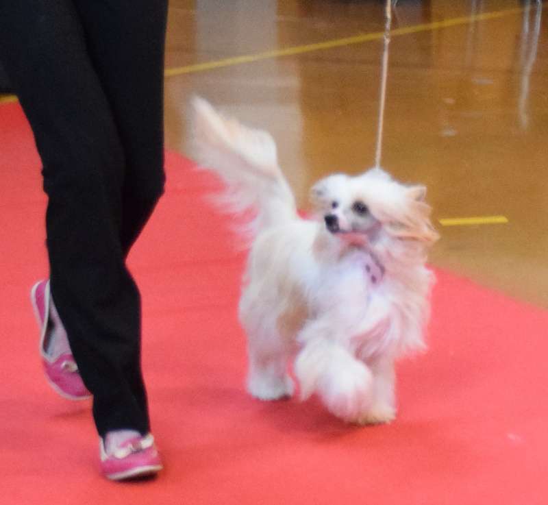 CH mayfair lady du pavé de varennes