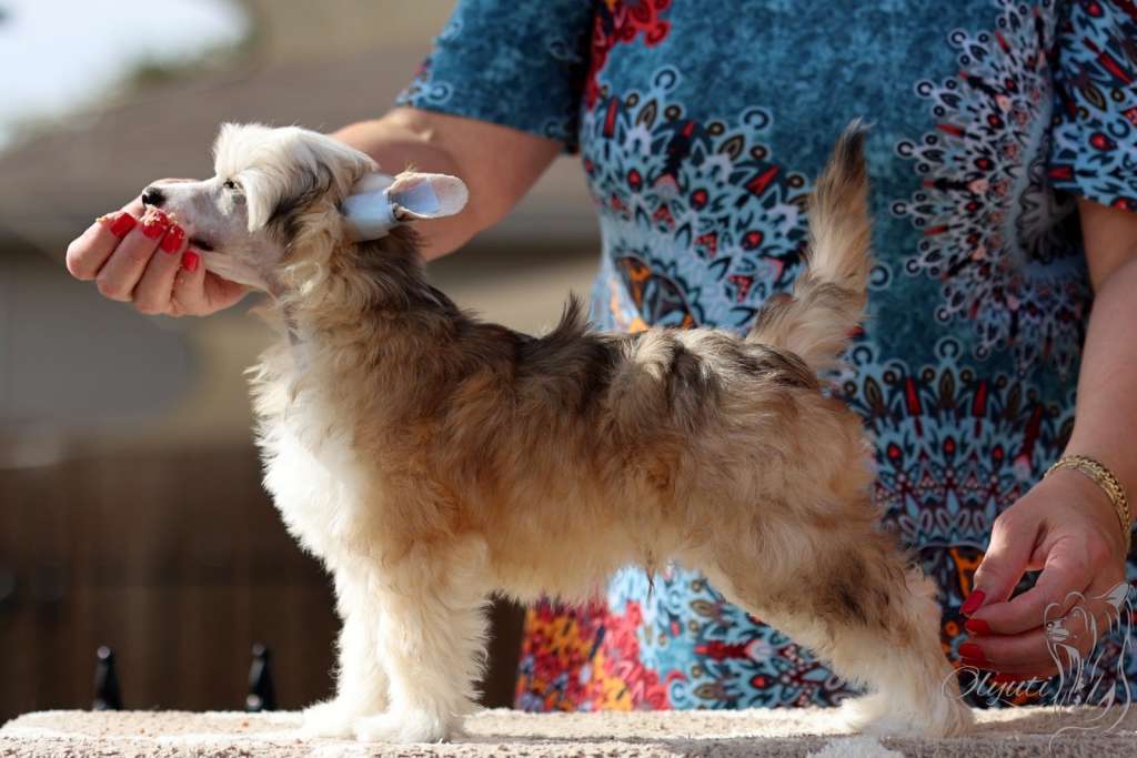 Olyuti's Never Look Back