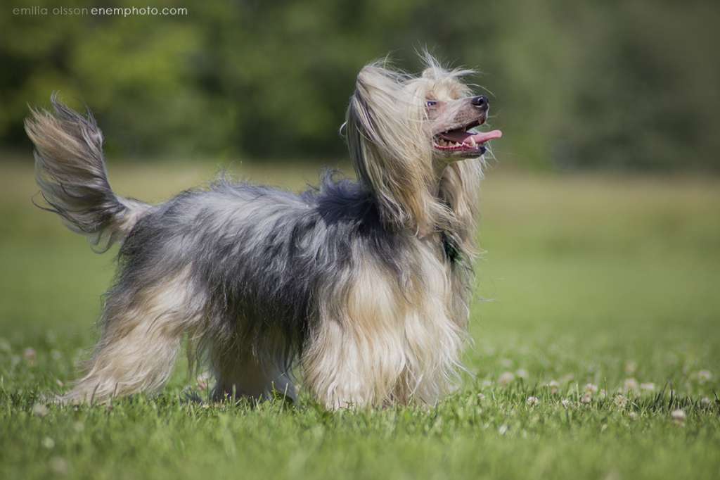 Fiona Exotic World FCI