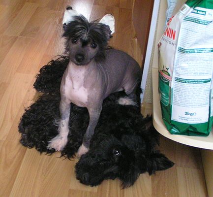 Kristal Yaniry  Emanuel