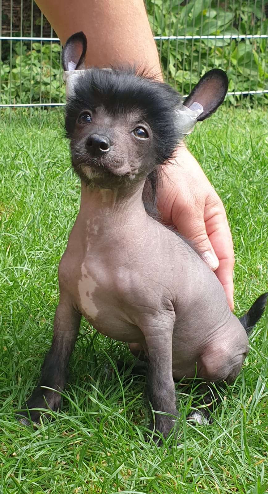 Aida Mia Vita Felicita