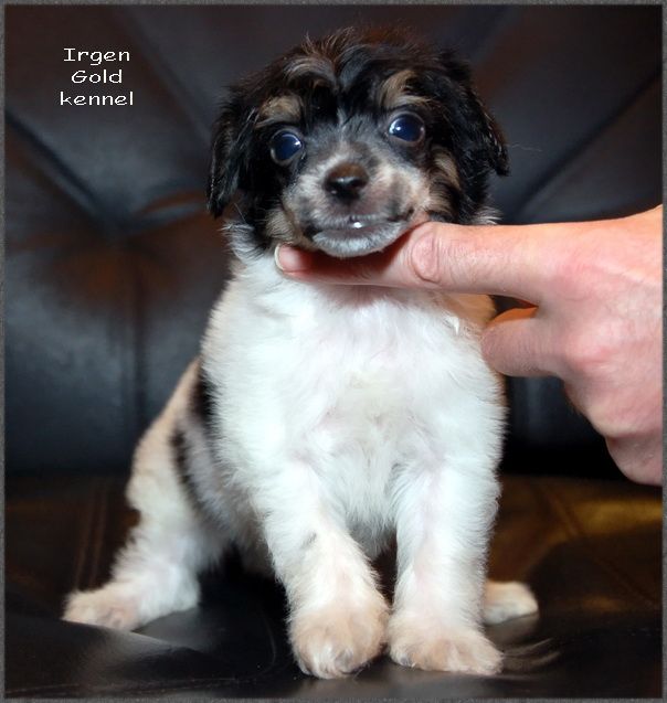 Irgen Gold Shilyalis