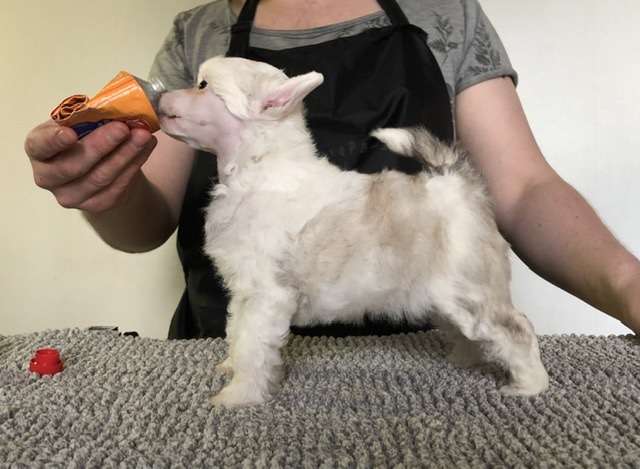 Speechless Fifth Drama Queen