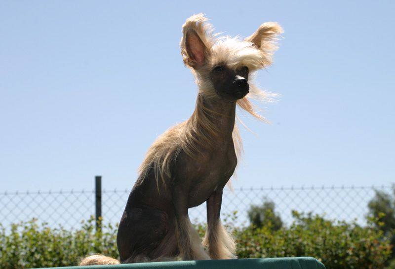 Bree Sampan Nezkrotna markyza