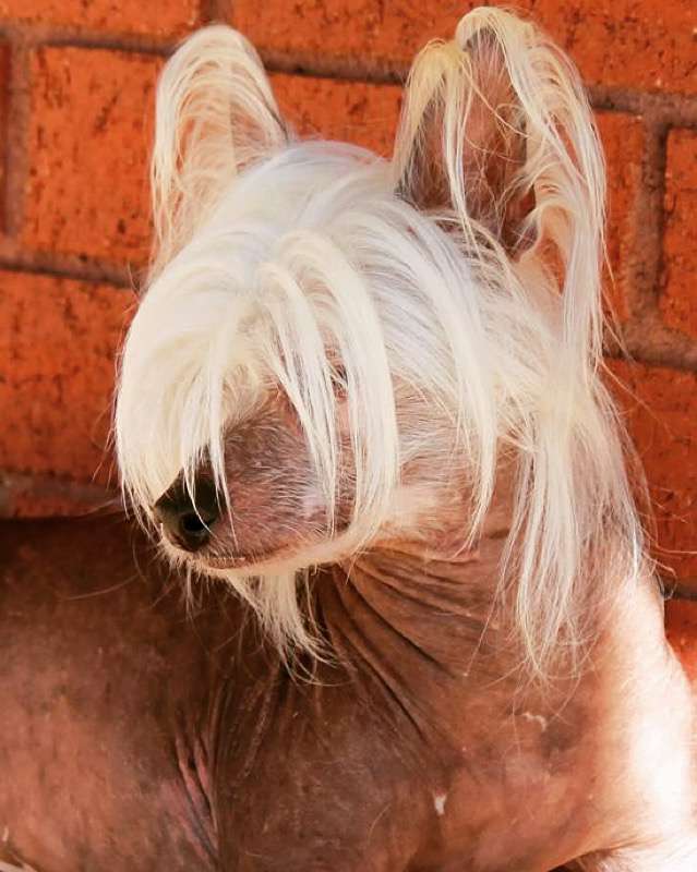 Godiva's Jabba the Mutt