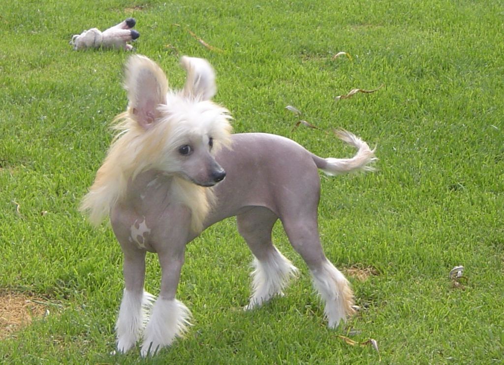 Ksiezniczka Kate Sealsa