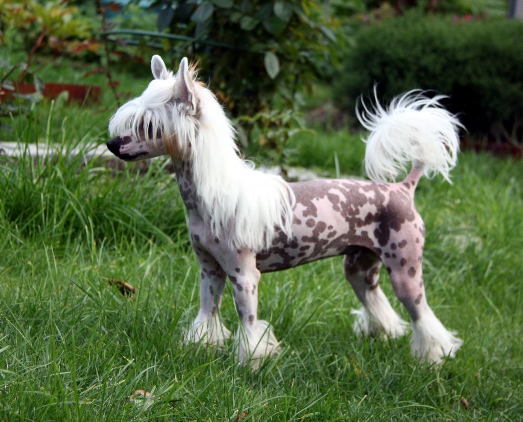 Volshebnaja Loshadka  Vidzhei