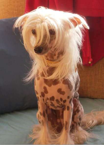 Wendy Das Fadas de Zoe