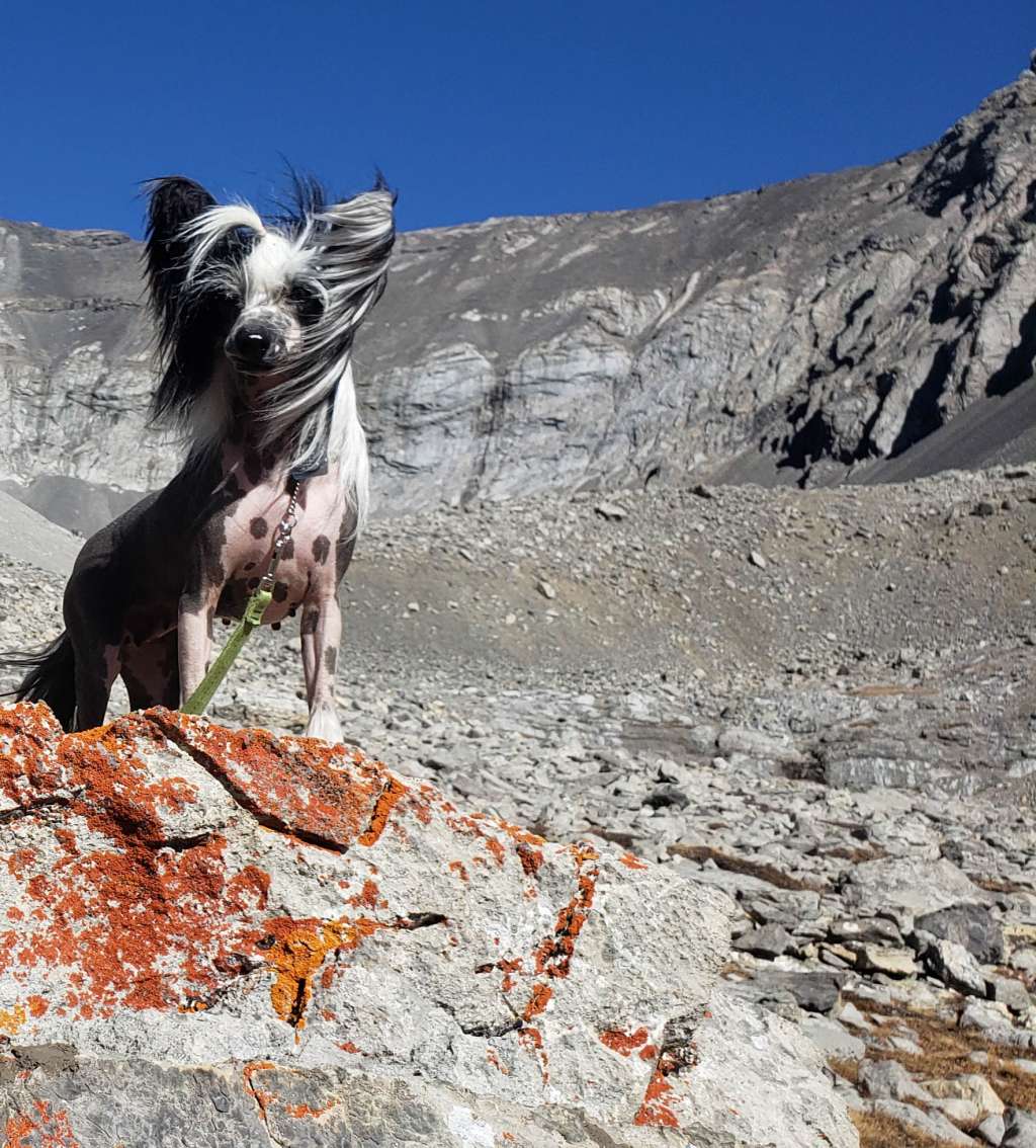 Crestars Blitzy Saylz HL