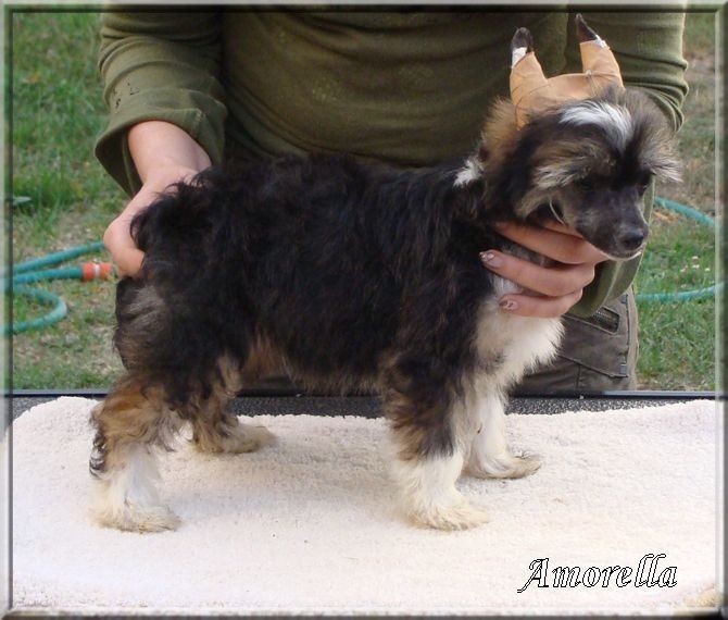 Amorella Magic Harmony