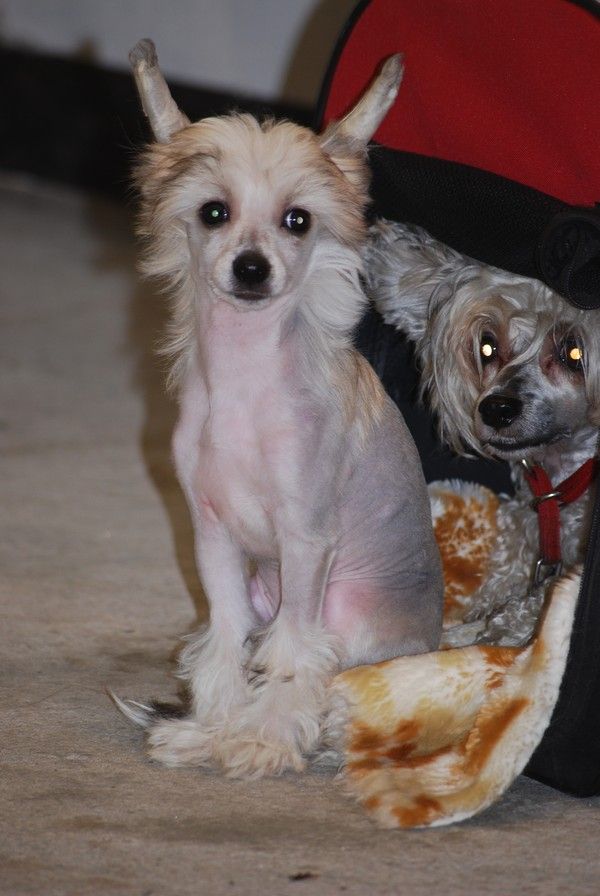 Stormcrest Gossip Girl