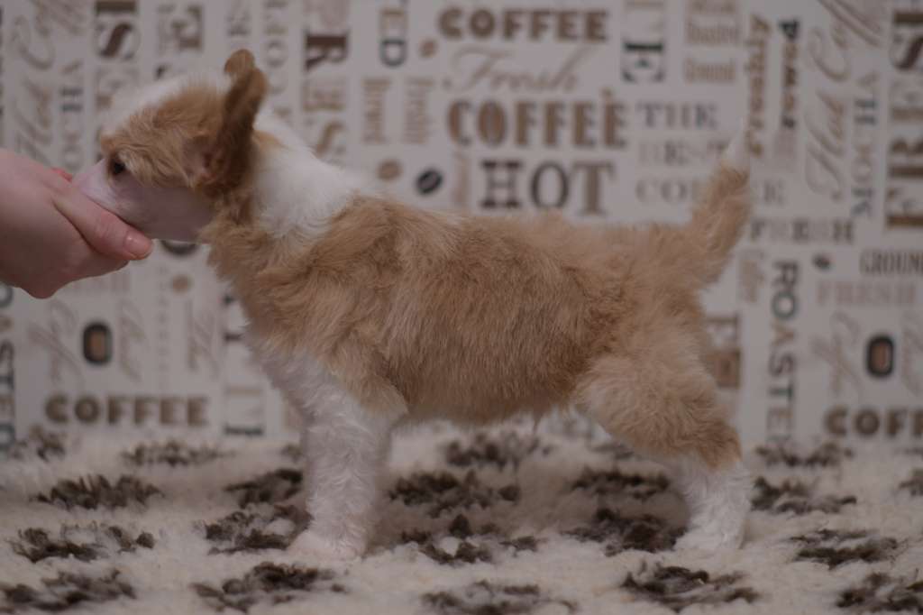 Pinky Twinky Sisulla Siitä Selviää