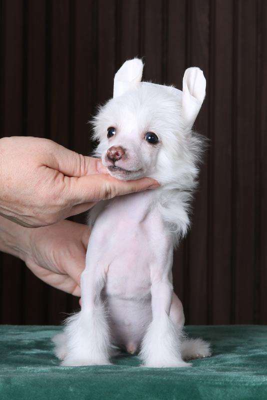 Incanto Del Mondo Twitter