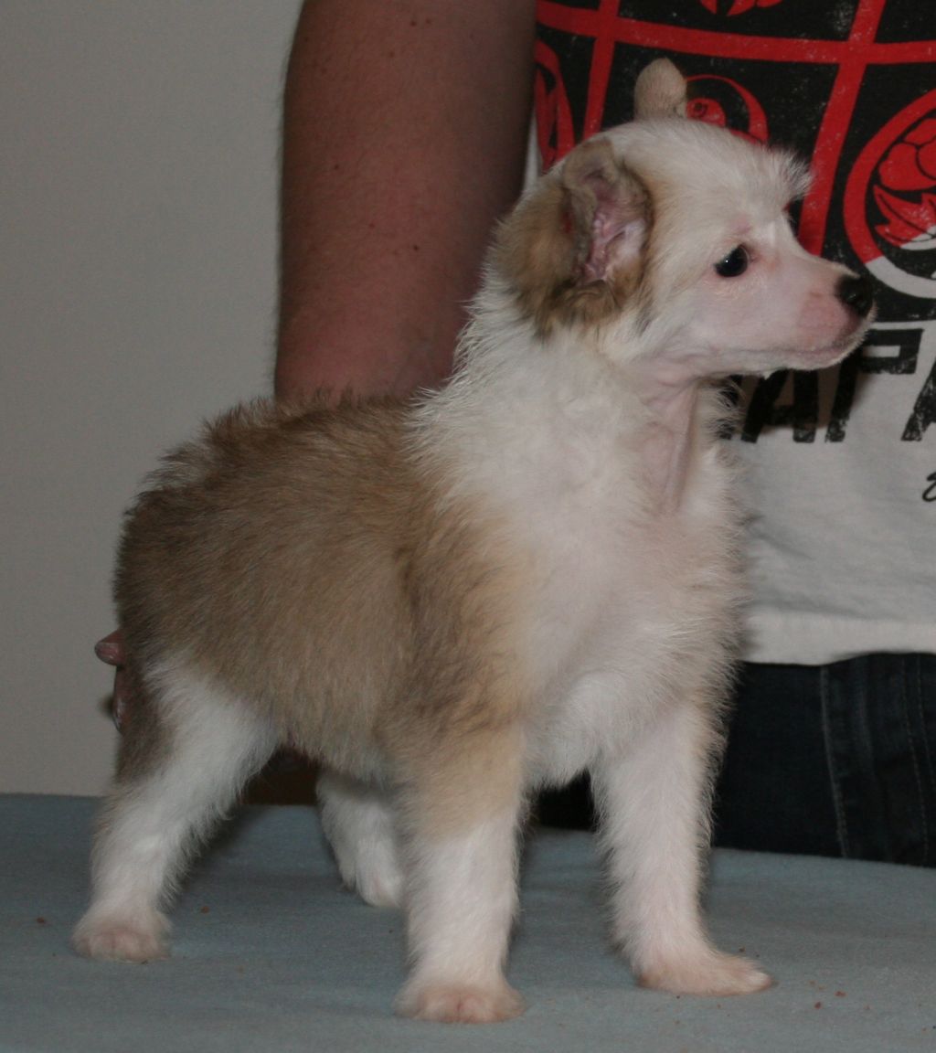 Crest'd Label First Snowfall