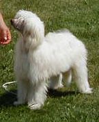 Absolute Magic's Criss Cross Max