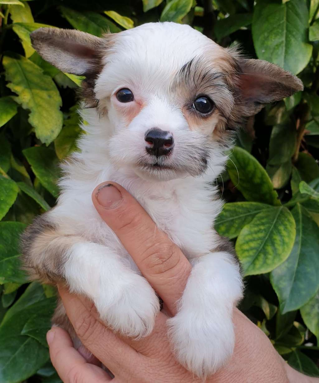 Daniella Mia Vita Felicita