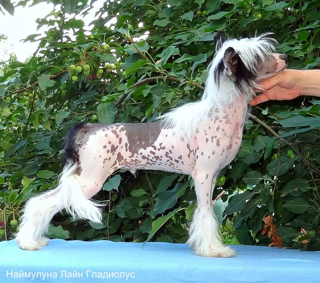Naimuluna Line Gladiolus