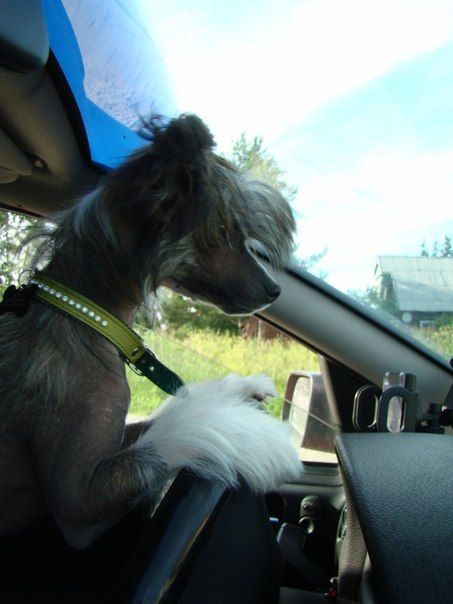 Sapfir iz Tsarskogo Sela Jasmin Treva