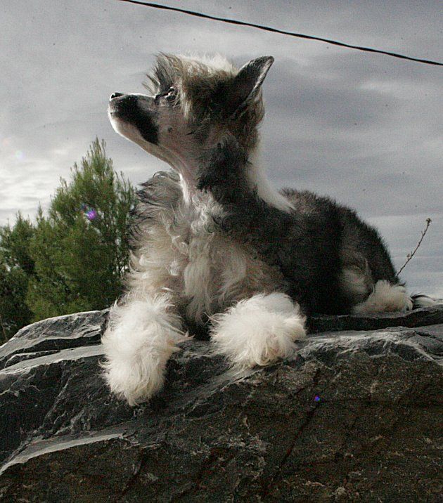 Love Me Tender Della Castafiore