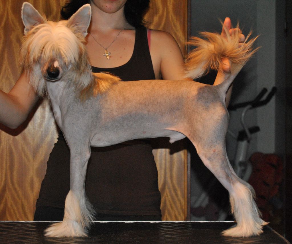 Meadowwood's Hot Hey Heavy