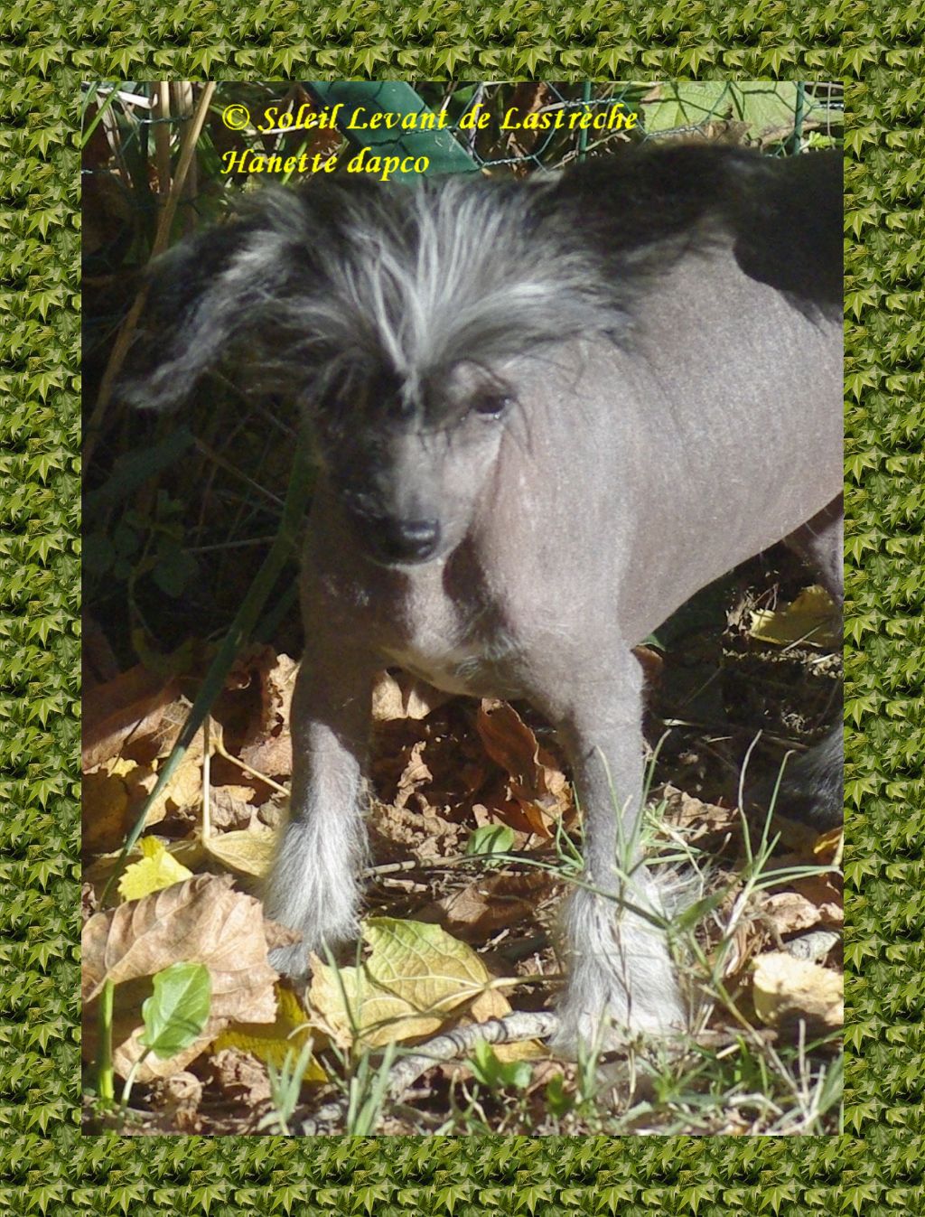 Hanette Dapco Du Soleil Levant De Lastrèche