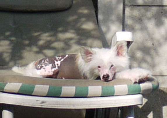 Newfashion Nude little Charmings