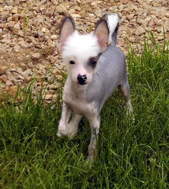 Oriental Jokes Baba au Rhum