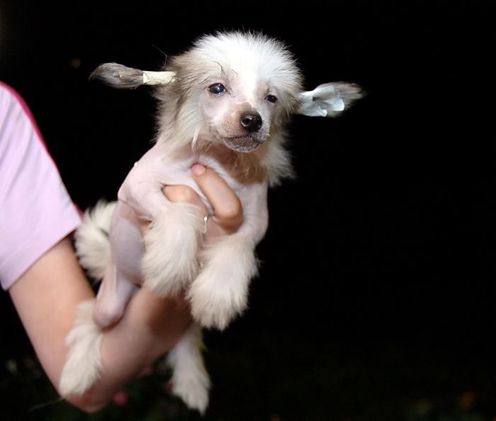 Irgen Gold Patricia Pepe