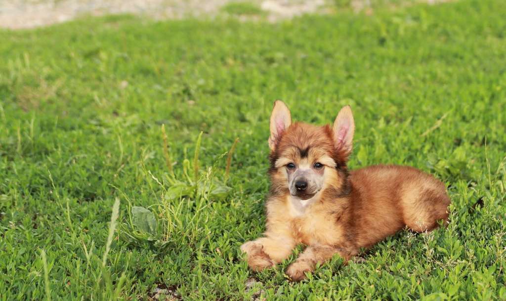 Okavango Queen Malverne