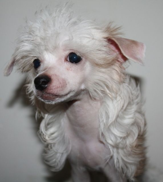 Kado Kitaiski Potselui Jas-Min